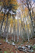 Trnovski gozd, Paradana